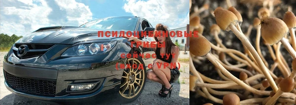 гашик Корсаков